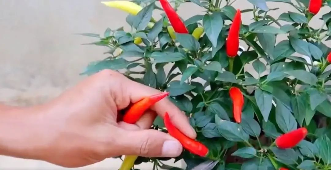 Chàng trai trẻ gây sốt vì trồng ớt bằng chai nước khoáng: 5 cây thu được 5kg, ăn quanh năm không hết- Ảnh 10. Chàng trai trẻ gây sốt vì trồng ớt bằng chai nước khoáng: 5 cây thu được 5kg, ăn quanh năm không hết- Ảnh 10.
