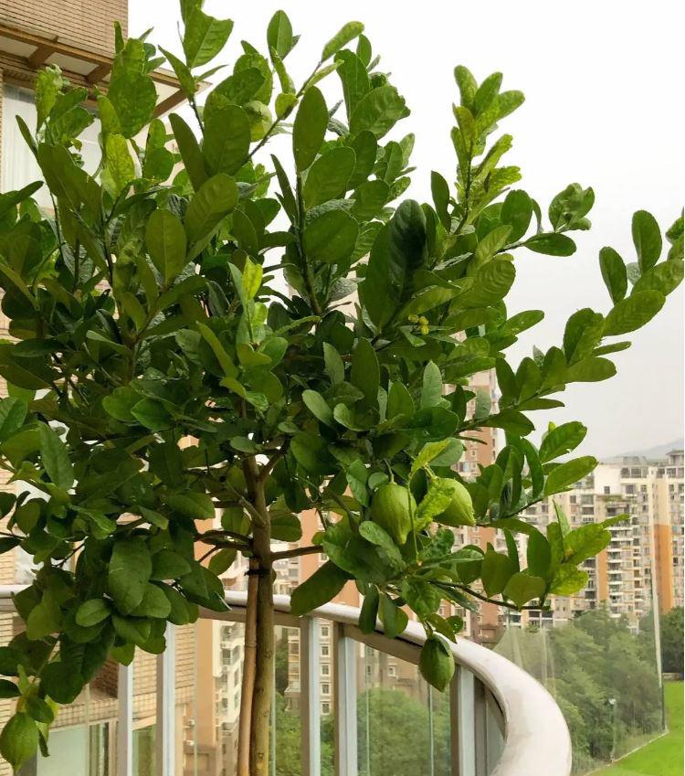 Ngoài ăn quả, loại cây này còn có lá được ví như 