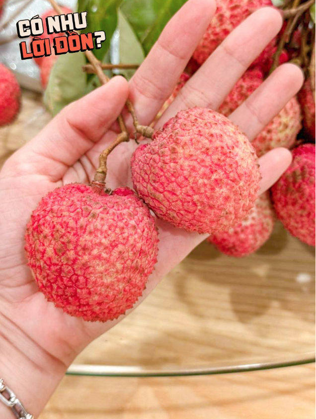 Vải trứng Hưng Yên: "To thì có to, nhưng thua vải thiều?"- Ảnh 6. Vải trứng Hưng Yên: "To thì có to, nhưng thua vải thiều?"- Ảnh 6.