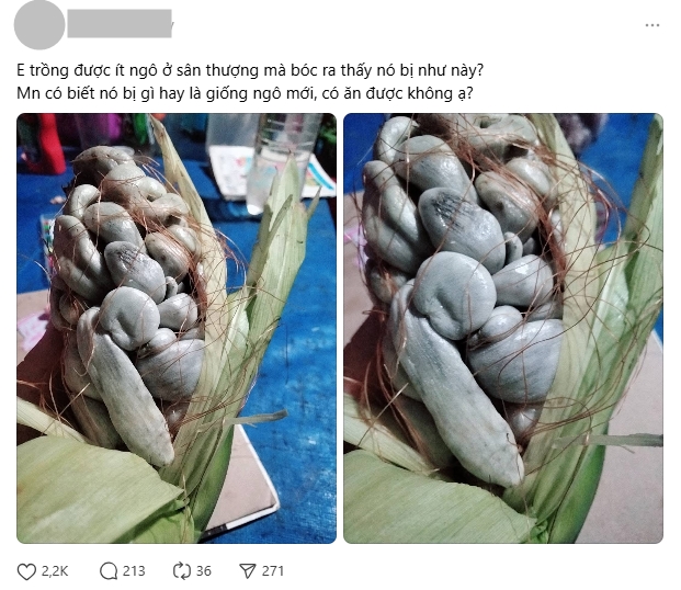 Trồng bắp ngô trên sân thượng, thứ thu về khiến người đàn ông khiếp đảm: Sự thật gây tranh cãi không hồi kết- Ảnh 1.