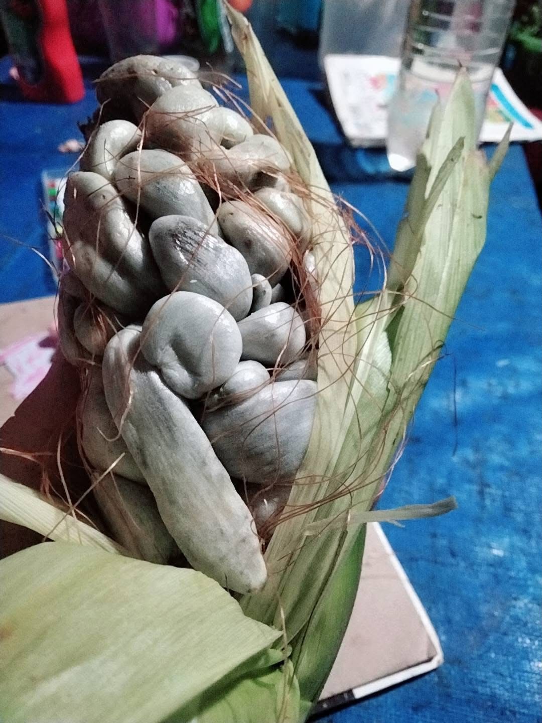 Trồng bắp ngô trên sân thượng, thứ thu về khiến người đàn ông khiếp đảm: Sự thật gây tranh cãi không hồi kết- Ảnh 2.