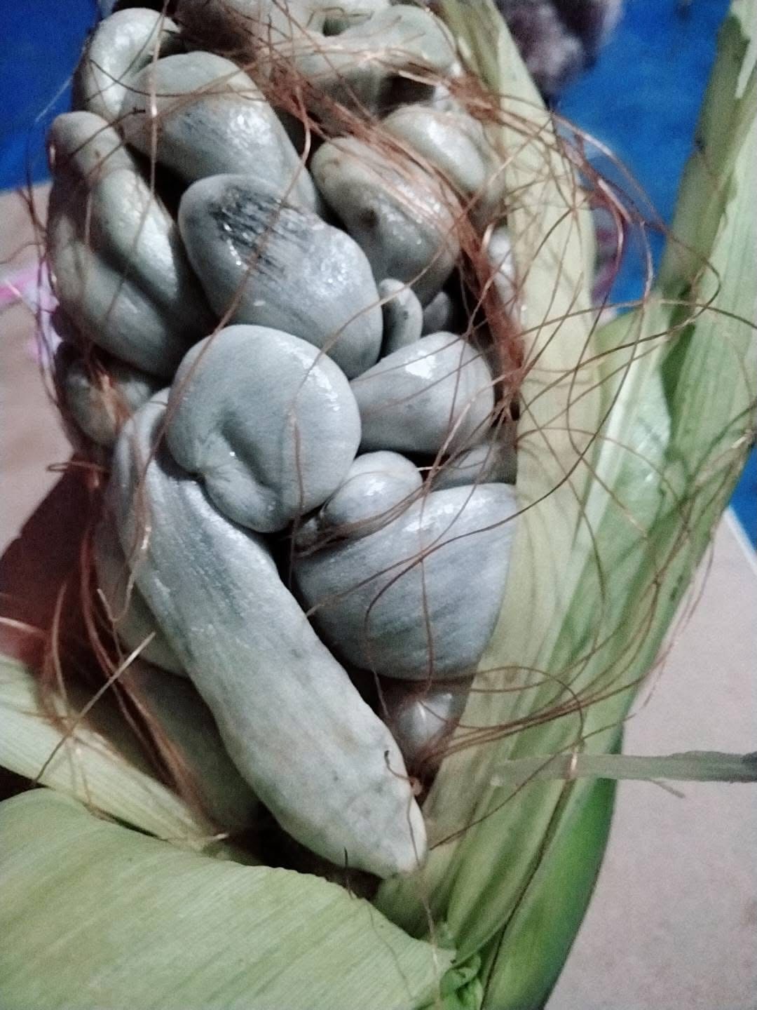 Trồng bắp ngô trên sân thượng, thứ thu về khiến người đàn ông khiếp đảm: Sự thật gây tranh cãi không hồi kết- Ảnh 3.