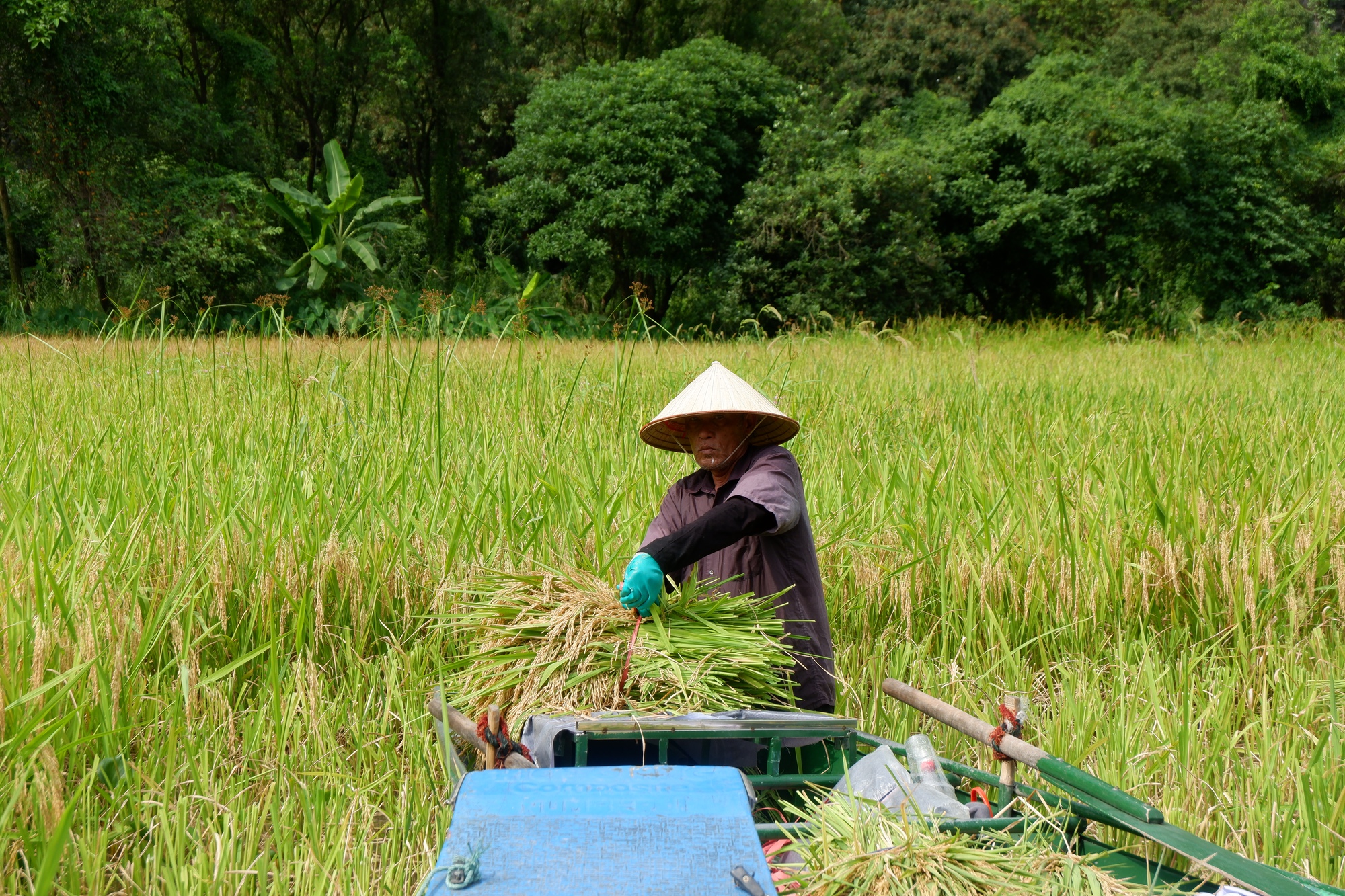 Tháng 6 về Tam Cốc: Dạo thuyền ngắm lúa vàng, nghe hồn quê vọng lại- Ảnh 4.