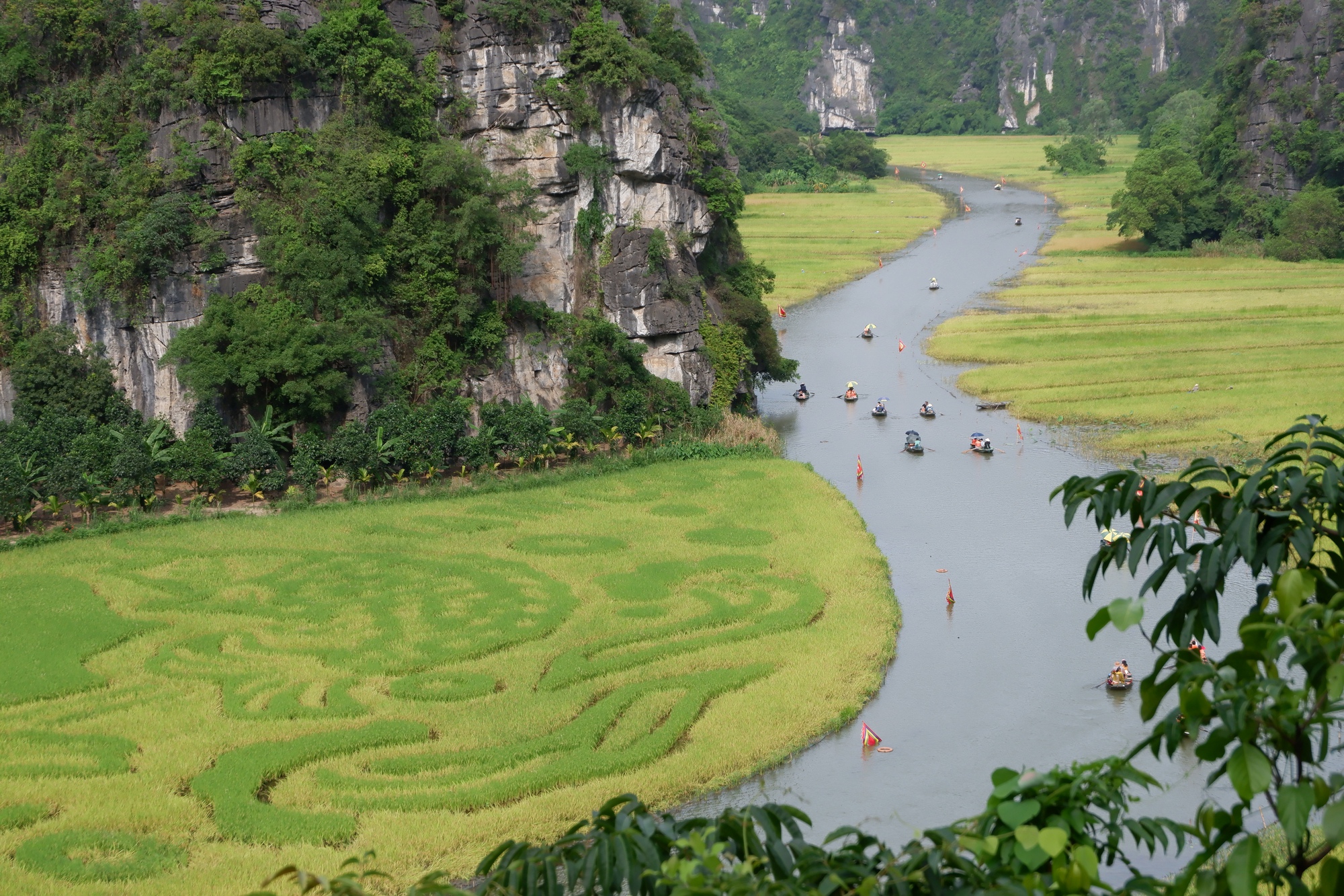 Tháng 6 về Tam Cốc: Dạo thuyền ngắm lúa vàng, nghe hồn quê vọng lại- Ảnh 8.