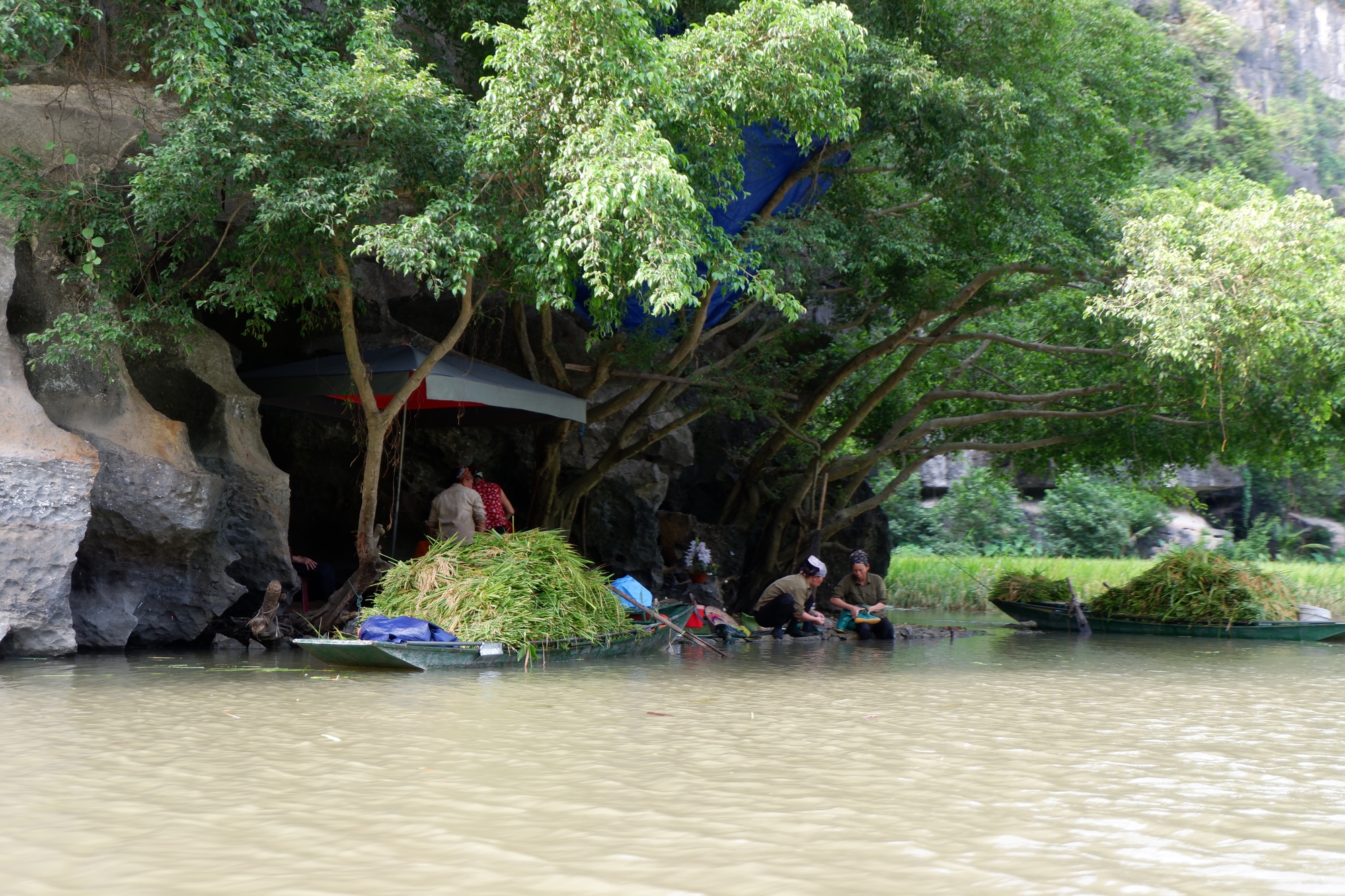 Tháng 6 về Tam Cốc: Dạo thuyền ngắm lúa vàng, nghe hồn quê vọng lại- Ảnh 7.