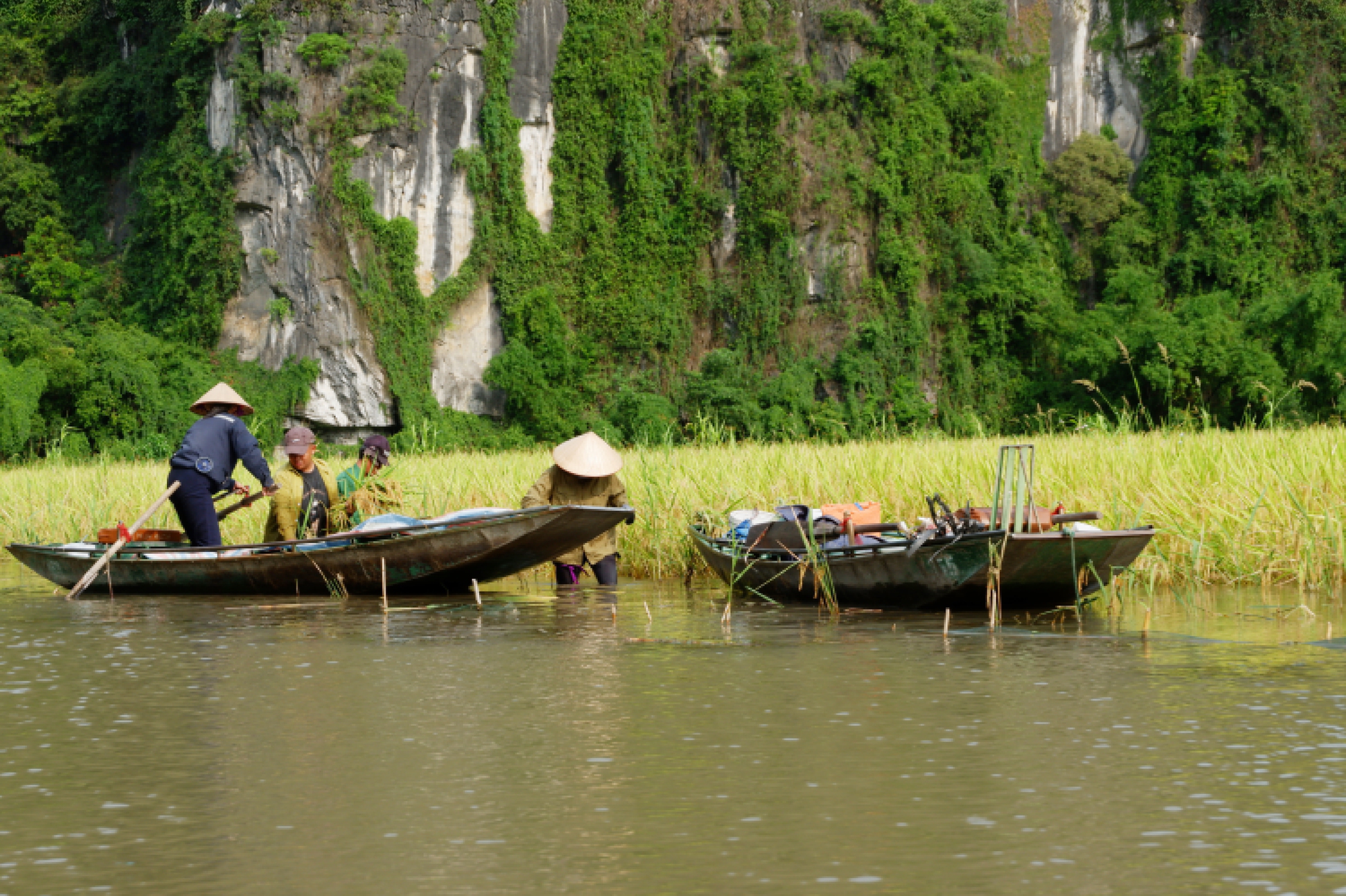 Tháng 6 về Tam Cốc: Dạo thuyền ngắm lúa vàng, nghe hồn quê vọng lại- Ảnh 5.
