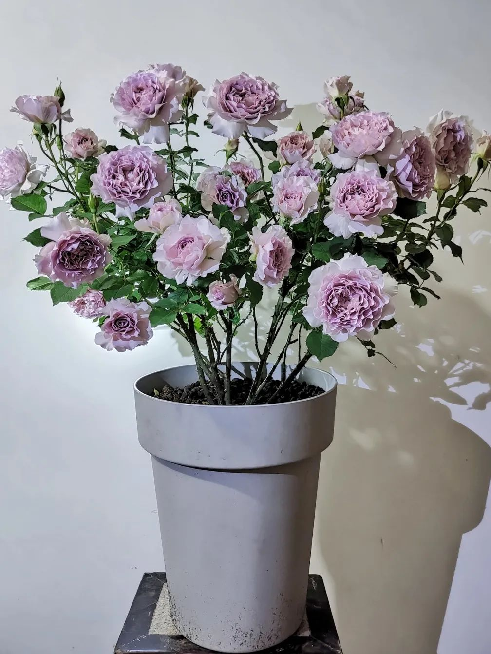 Bị chê “chỉ trồng hoa chẳng làm ăn gì”, chàng trai 9X khiến cả làng nể phục với khu vườn triệu bông- Ảnh 3.