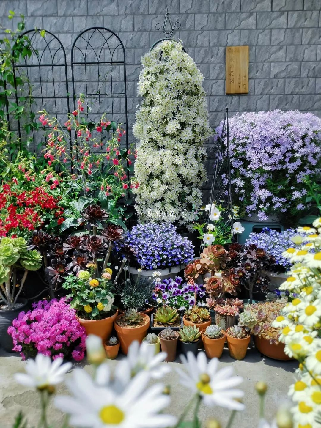 Bị chê “chỉ trồng hoa chẳng làm ăn gì”, chàng trai 9X khiến cả làng nể phục với khu vườn triệu bông- Ảnh 12.