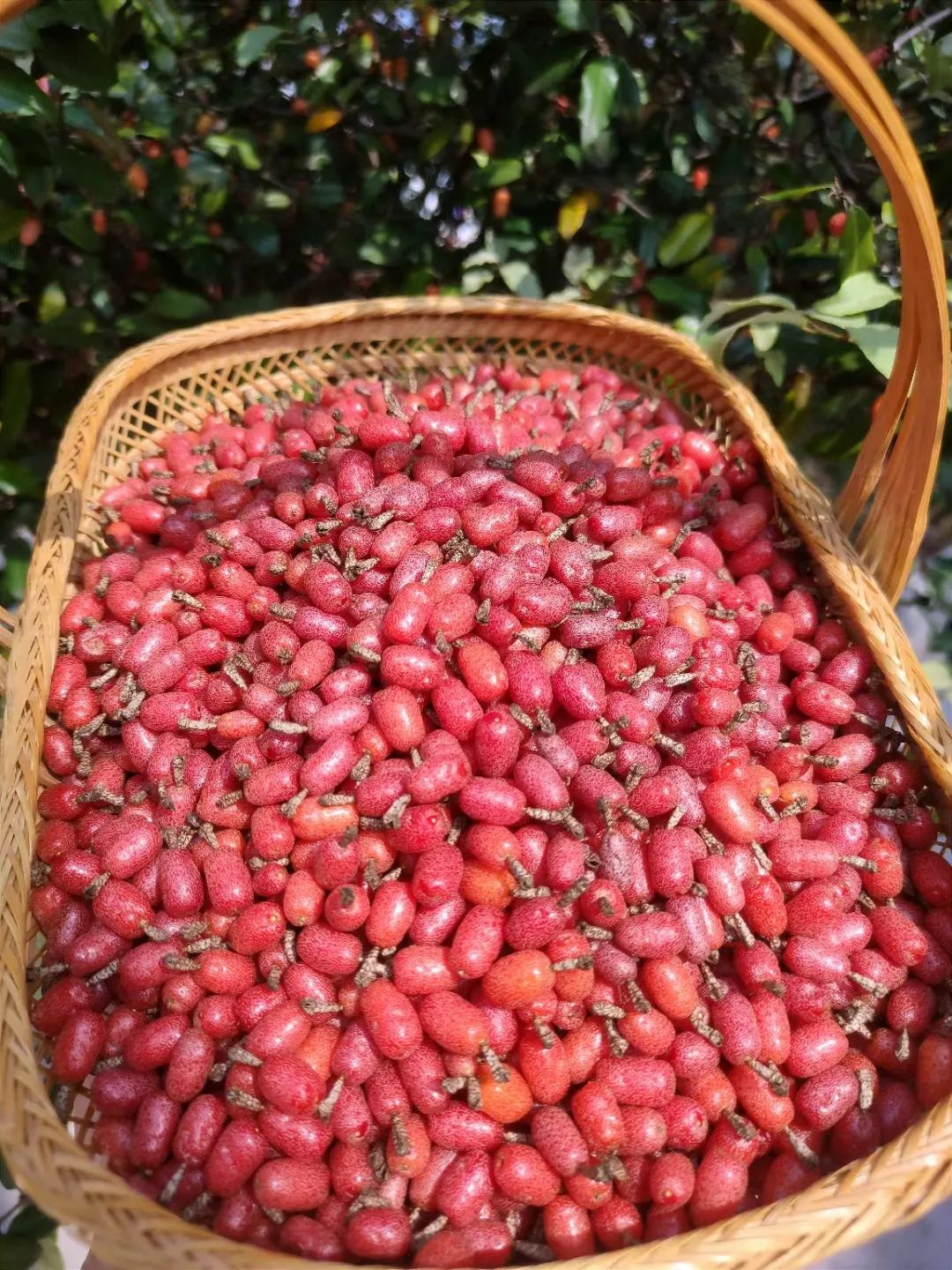 Bị chê “chỉ trồng hoa chẳng làm ăn gì”, chàng trai 9X khiến cả làng nể phục với khu vườn triệu bông- Ảnh 19.