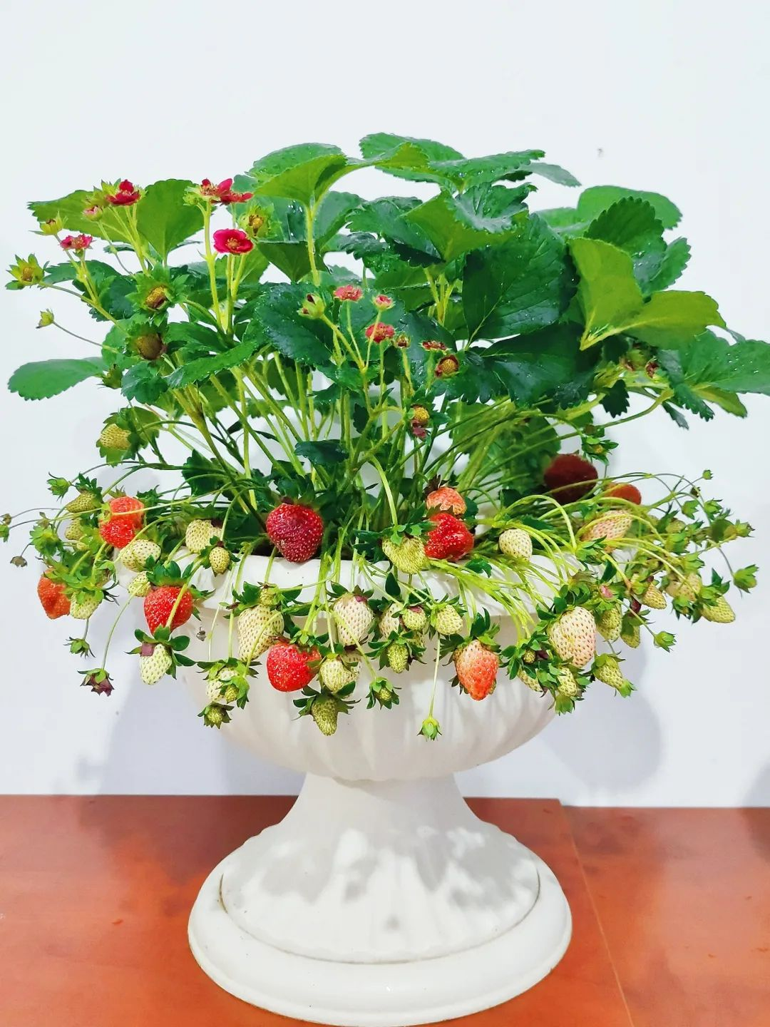Bị chê “chỉ trồng hoa chẳng làm ăn gì”, chàng trai 9X khiến cả làng nể phục với khu vườn triệu bông- Ảnh 18.