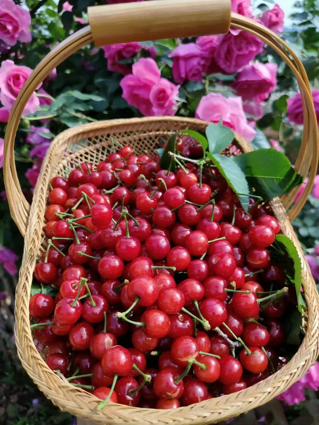Bị chê “chỉ trồng hoa chẳng làm ăn gì”, chàng trai 9X khiến cả làng nể phục với khu vườn triệu bông- Ảnh 17.