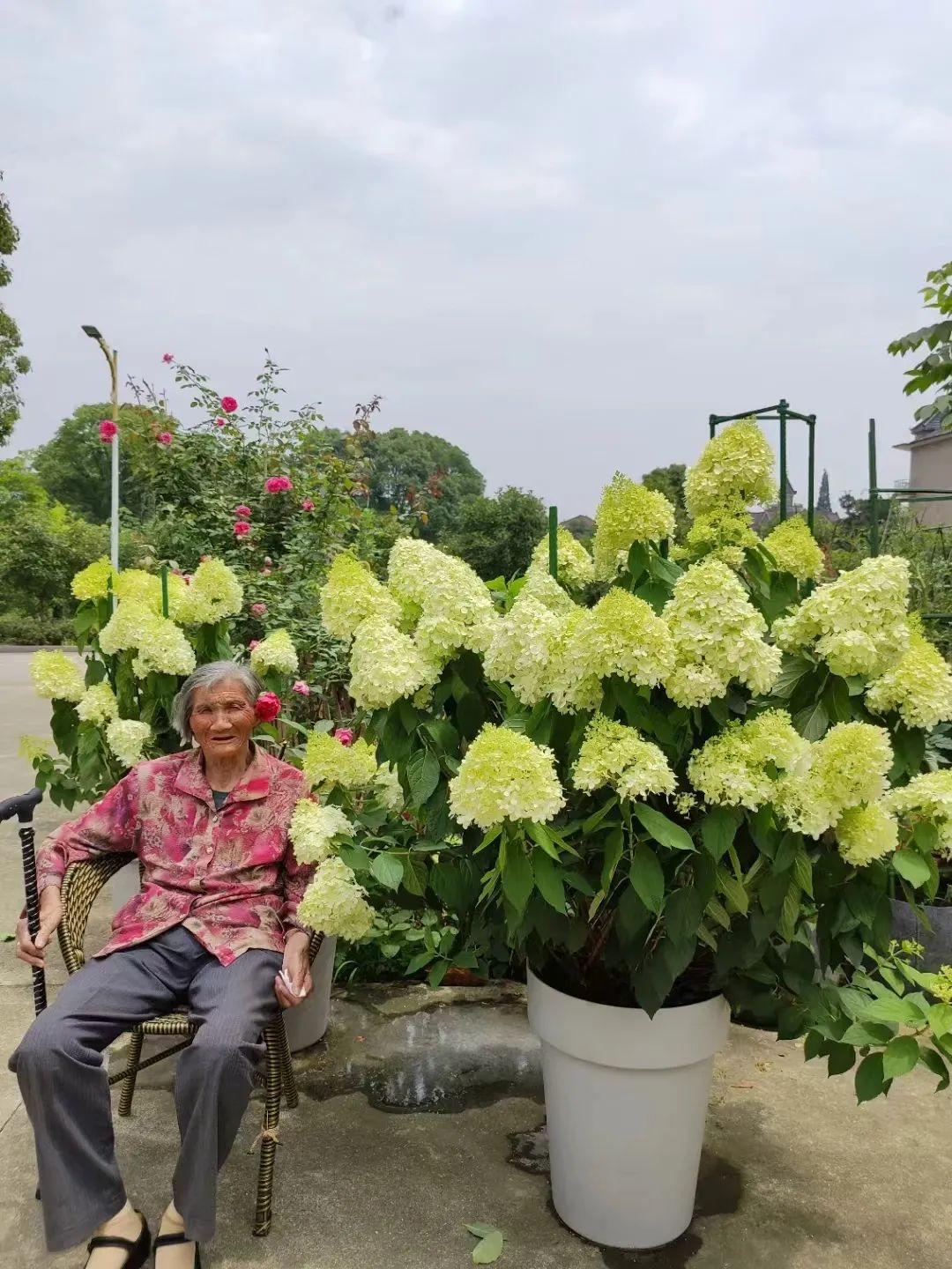 Bị chê “chỉ trồng hoa chẳng làm ăn gì”, chàng trai 9X khiến cả làng nể phục với khu vườn triệu bông- Ảnh 9.