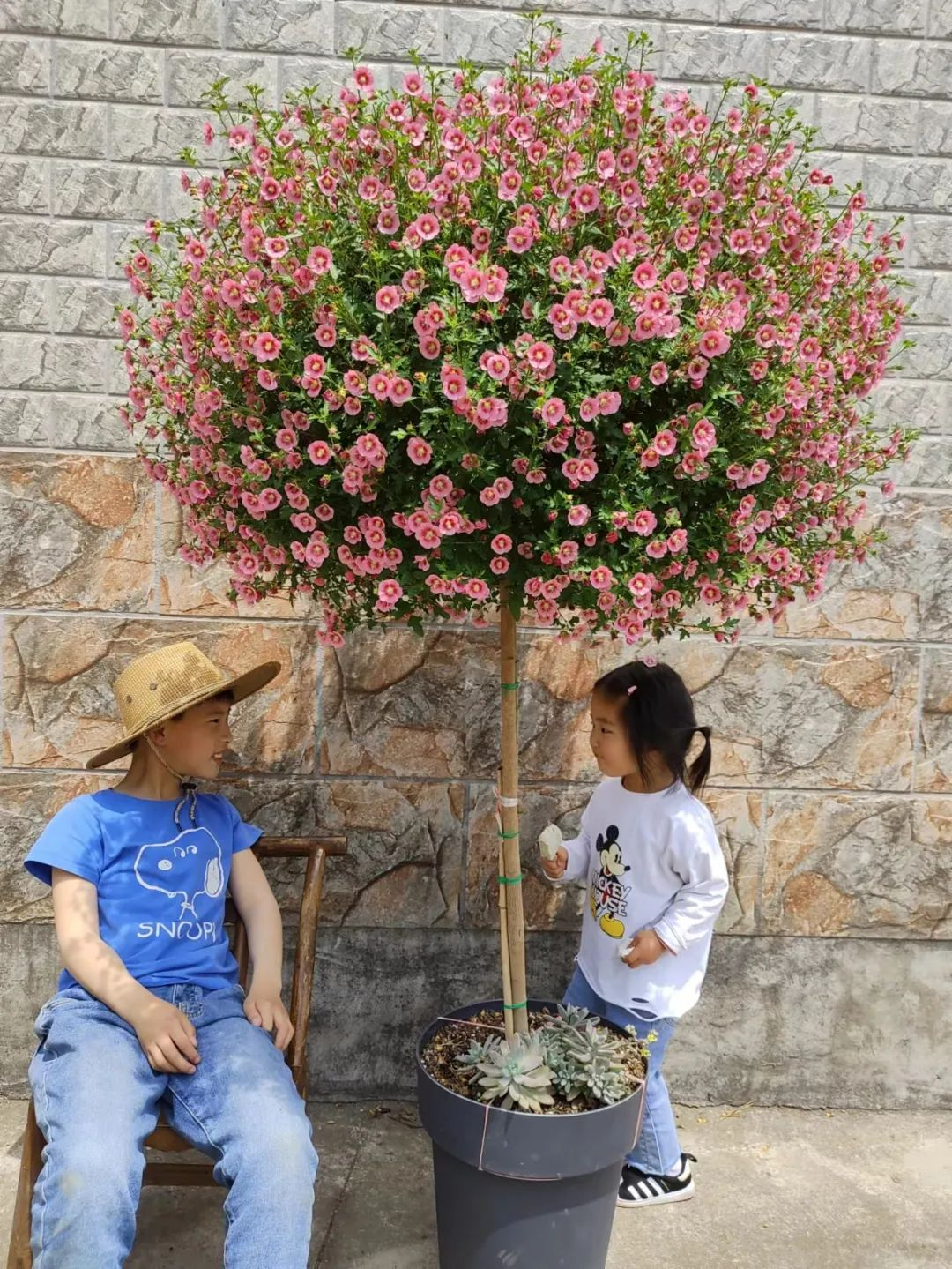 Bị chê “chỉ trồng hoa chẳng làm ăn gì”, chàng trai 9X khiến cả làng nể phục với khu vườn triệu bông- Ảnh 7.