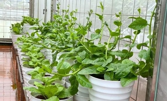 Rau dại một thời giờ là 