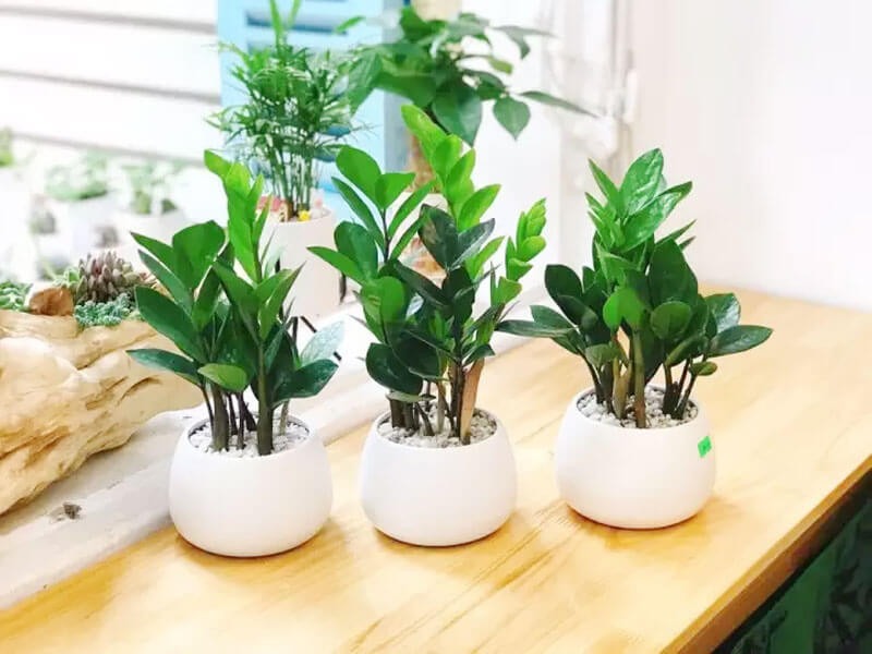 5 cây xanh 