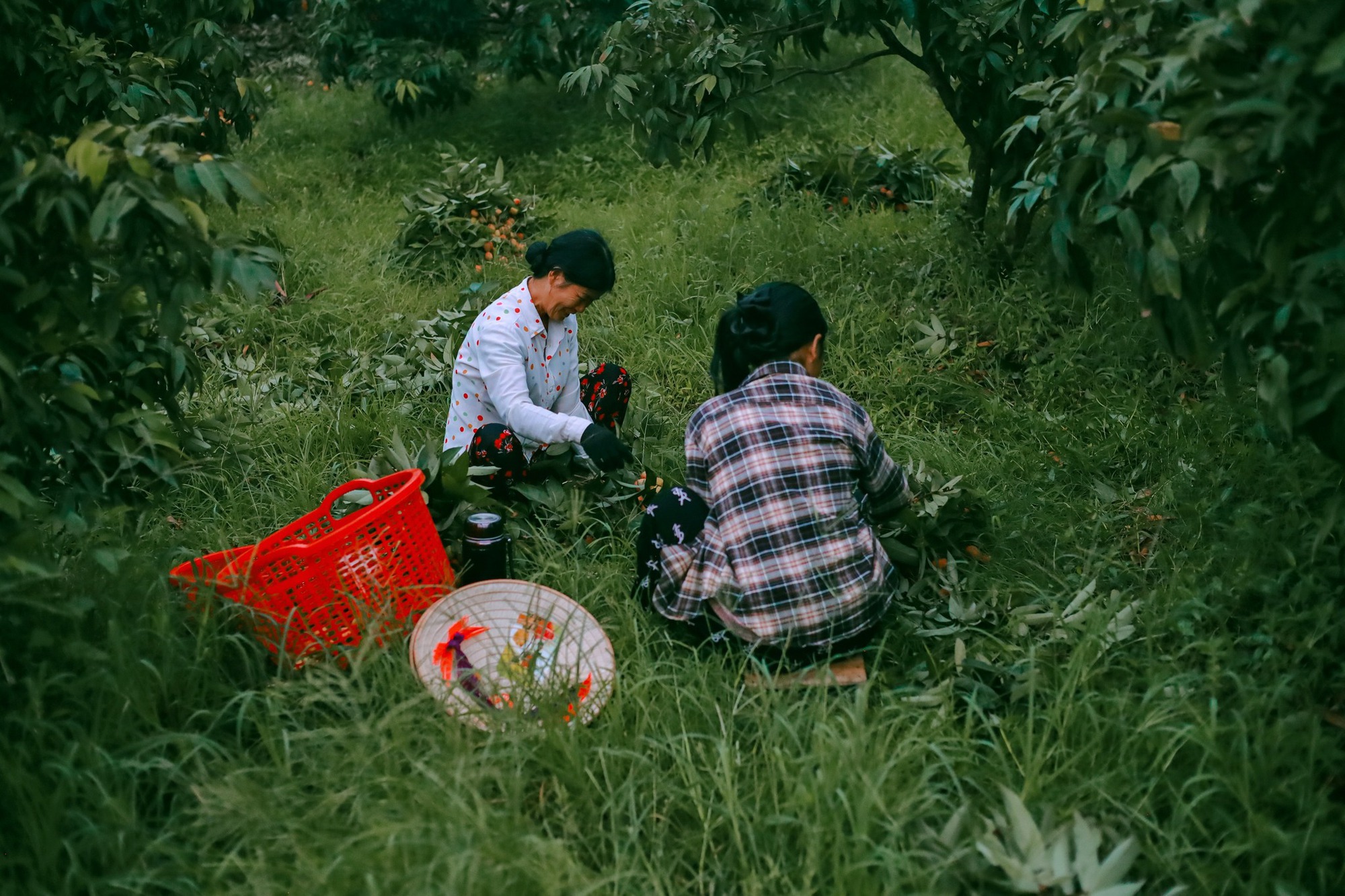 Cảm nhận niềm vui lao động qua bộ ảnh người dân thu hoạch vải- Ảnh 11.