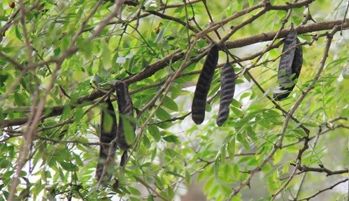 1 loại quả mọc dại ở Việt Nam có giá hơn 2 triệu đồng/kg ở Trung Quốc: Hóa ra là 1 loại quả mọc dại ở Việt Nam có giá hơn 2 triệu đồng/kg ở Trung Quốc: Hóa ra là