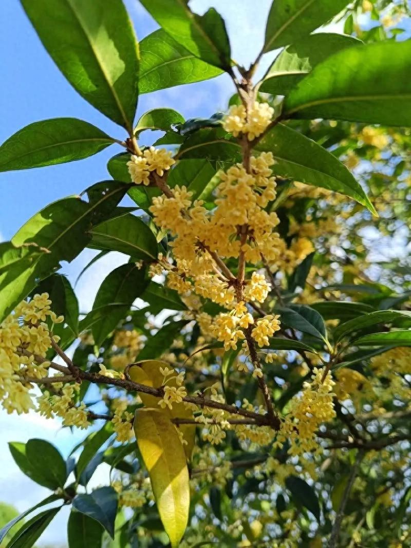 5 cây xanh giới nhà giàu 