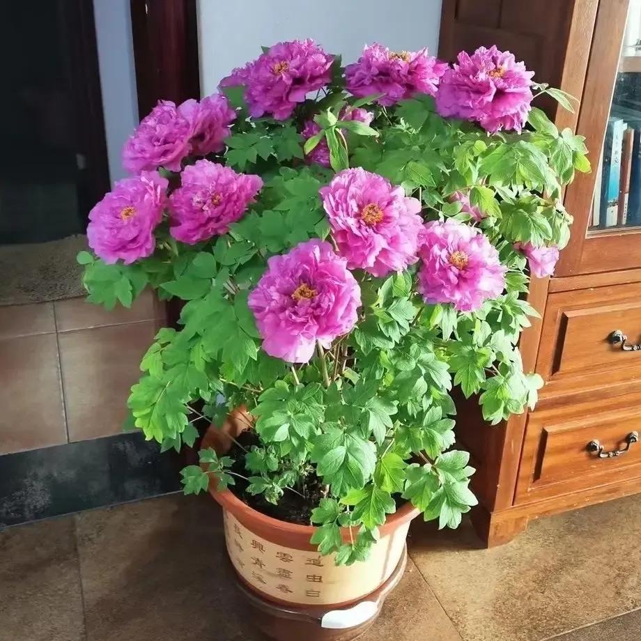 5 cây xanh giới nhà giàu 