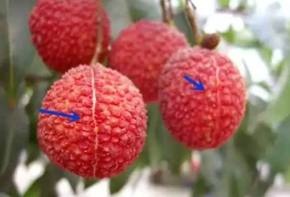 Vải quả tròn hay quả nhọn ngon hơn? 4 mẹo để chọn vải có thịt dày, hạt nhỏ- Ảnh 1.