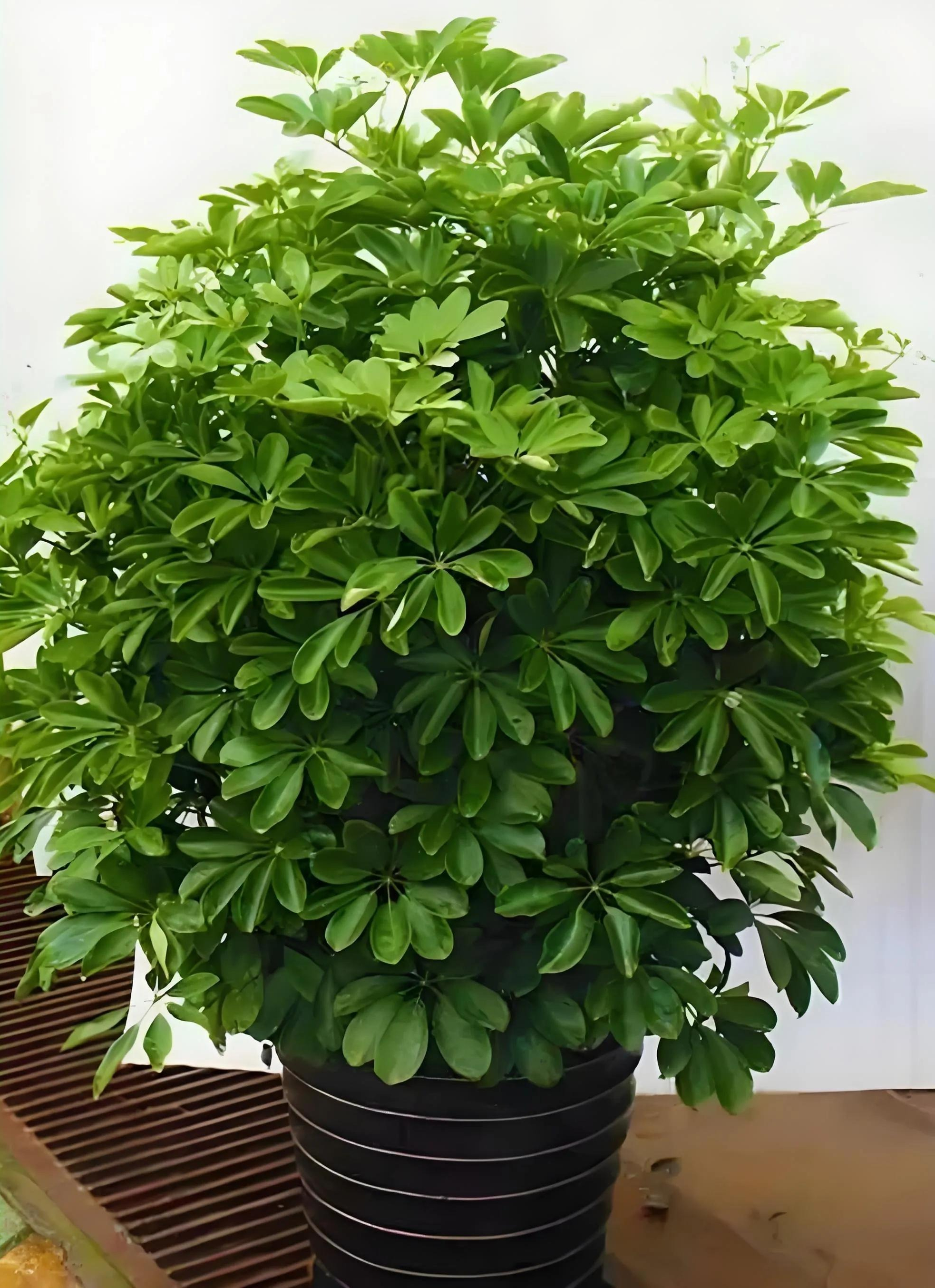 5 cây xanh giới nhà giàu 
