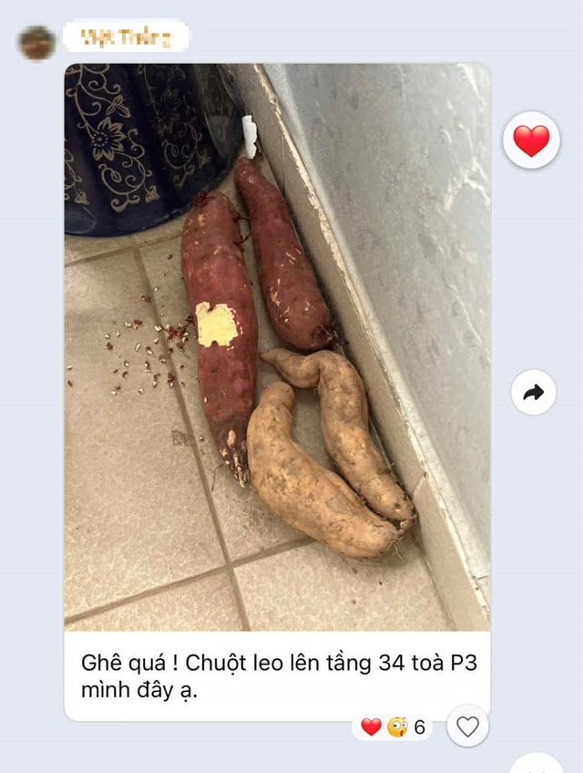 Mua nhà chung cư tầng cao nhưng vẫn phải than trời vì "vấn nạn" như ở tầng thấp: Lý do vì đâu?- Ảnh 2.
