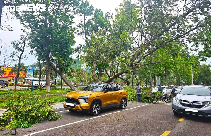 Gió to, cây xanh bật gốc đè bị thương người đi đường tại Bình Định- Ảnh 2.