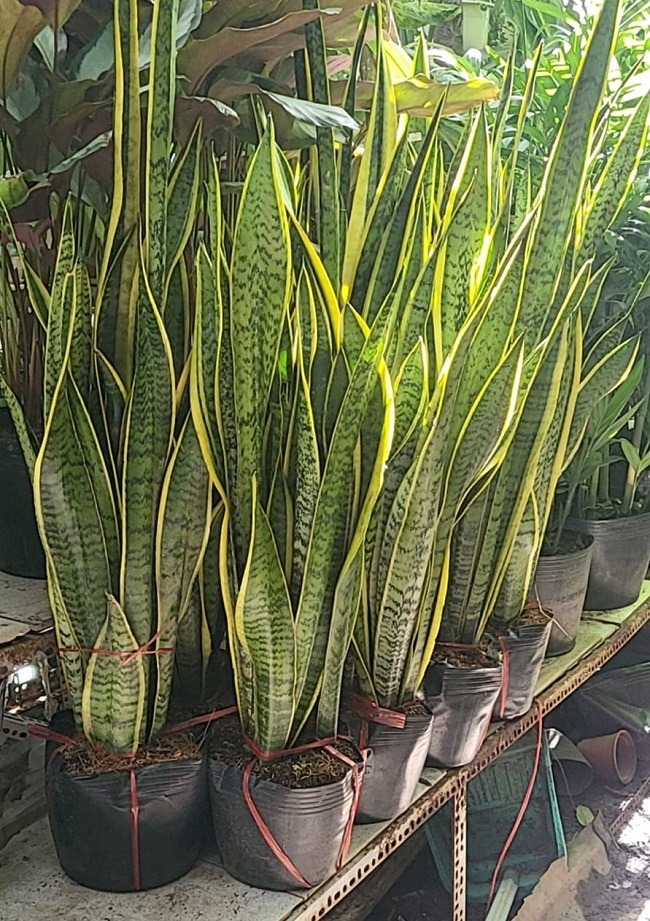 4 loại cây dụ rắn bò vào nhà, 3 loại cây rắn sợ run bần bật, không dám tới gần- Ảnh 2.