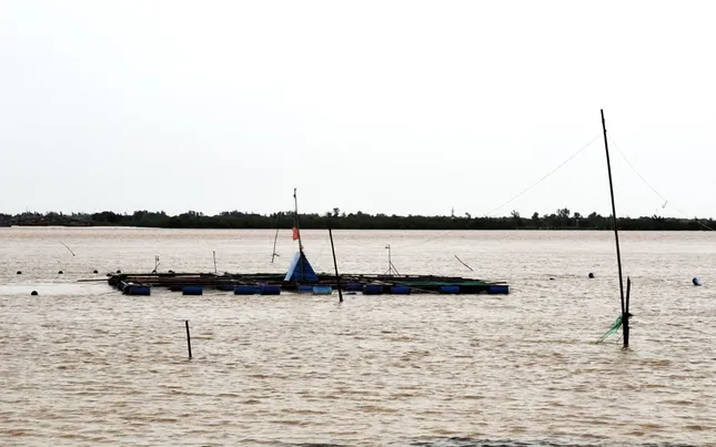Mưa lũ tại miền Trung diễn biến phức tạp: Cá nuôi chết hàng loạt, lúa và hoa màu bị ngập- Ảnh 4.