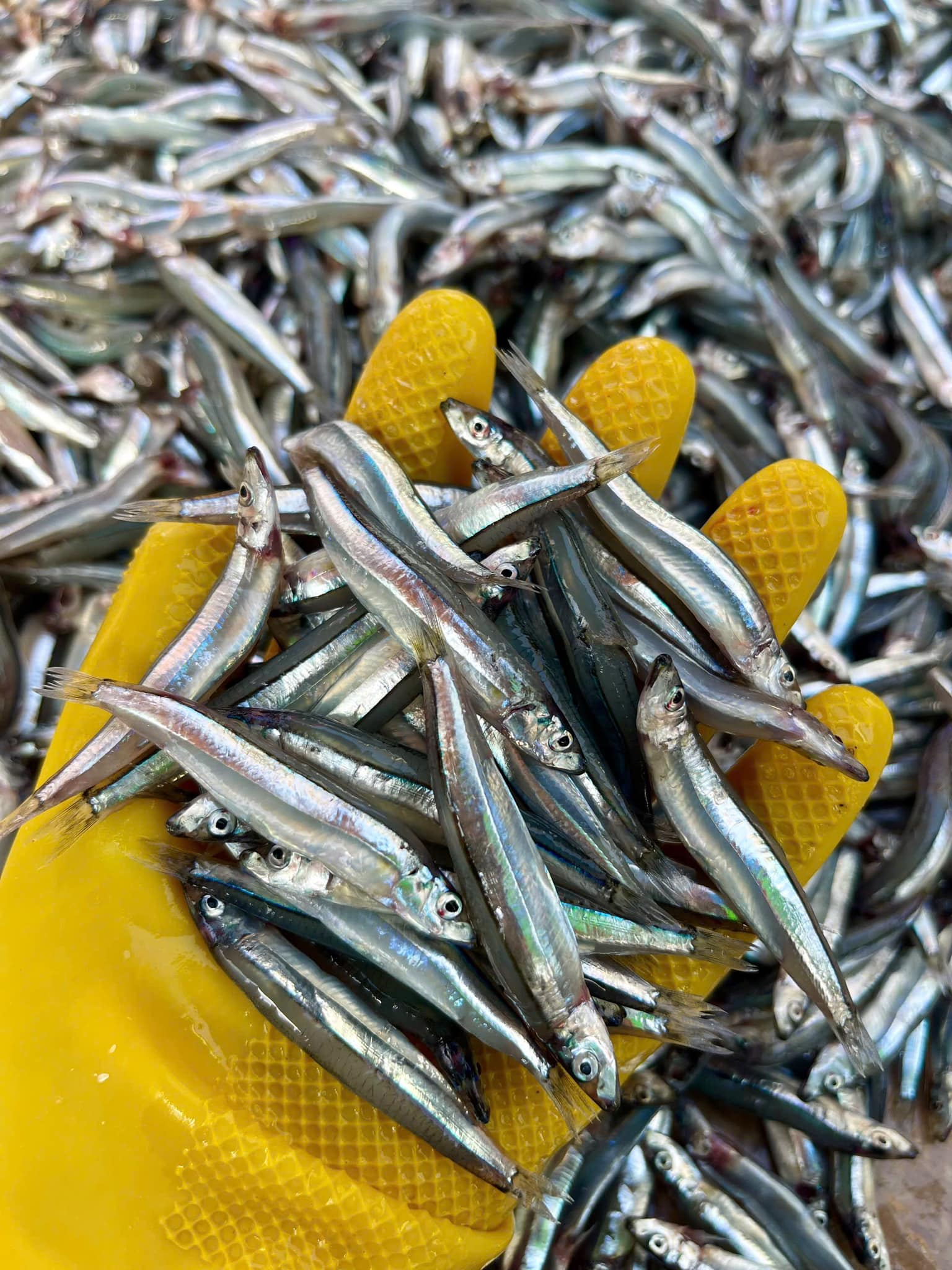 Không chỉ cá hồi, 9 hải sản này giàu Omega-3 không kém, có loại bình dân chợ bán rẻ bèo- Ảnh 7.