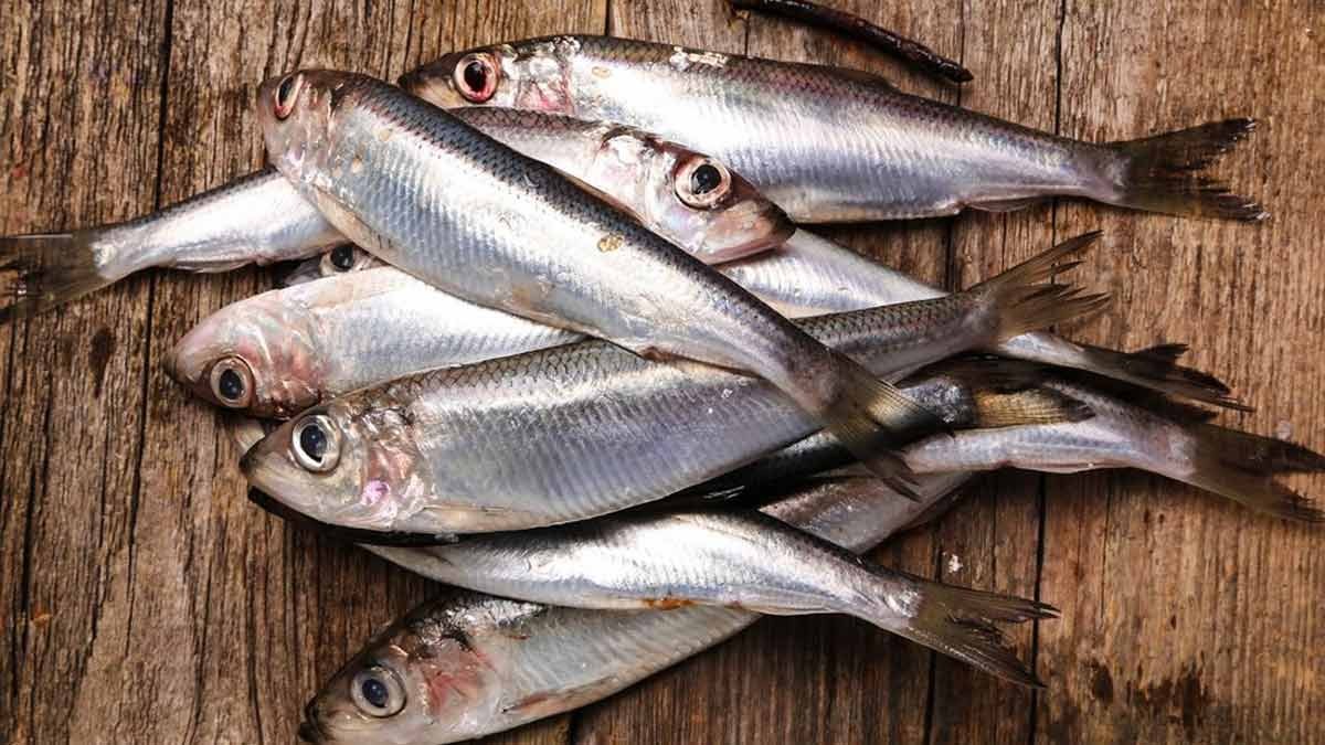 Không chỉ cá hồi, 9 hải sản này giàu Omega-3 không kém, có loại bình dân chợ bán rẻ bèo- Ảnh 1.