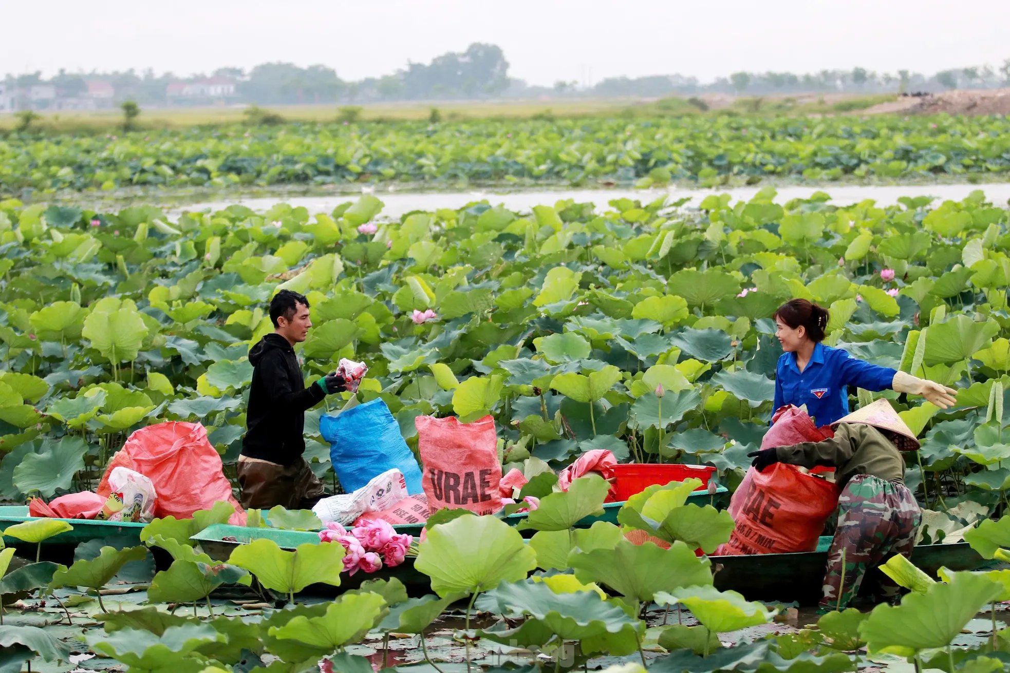 'Biến' vùng đất hoang hóa thành đầm sen thu tiền triệu mỗi ngày- Ảnh 8.