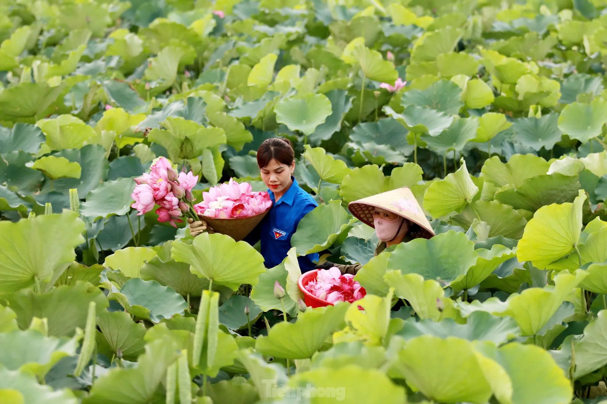 'Biến' vùng đất hoang hóa thành đầm sen thu tiền triệu mỗi ngày- Ảnh 2.