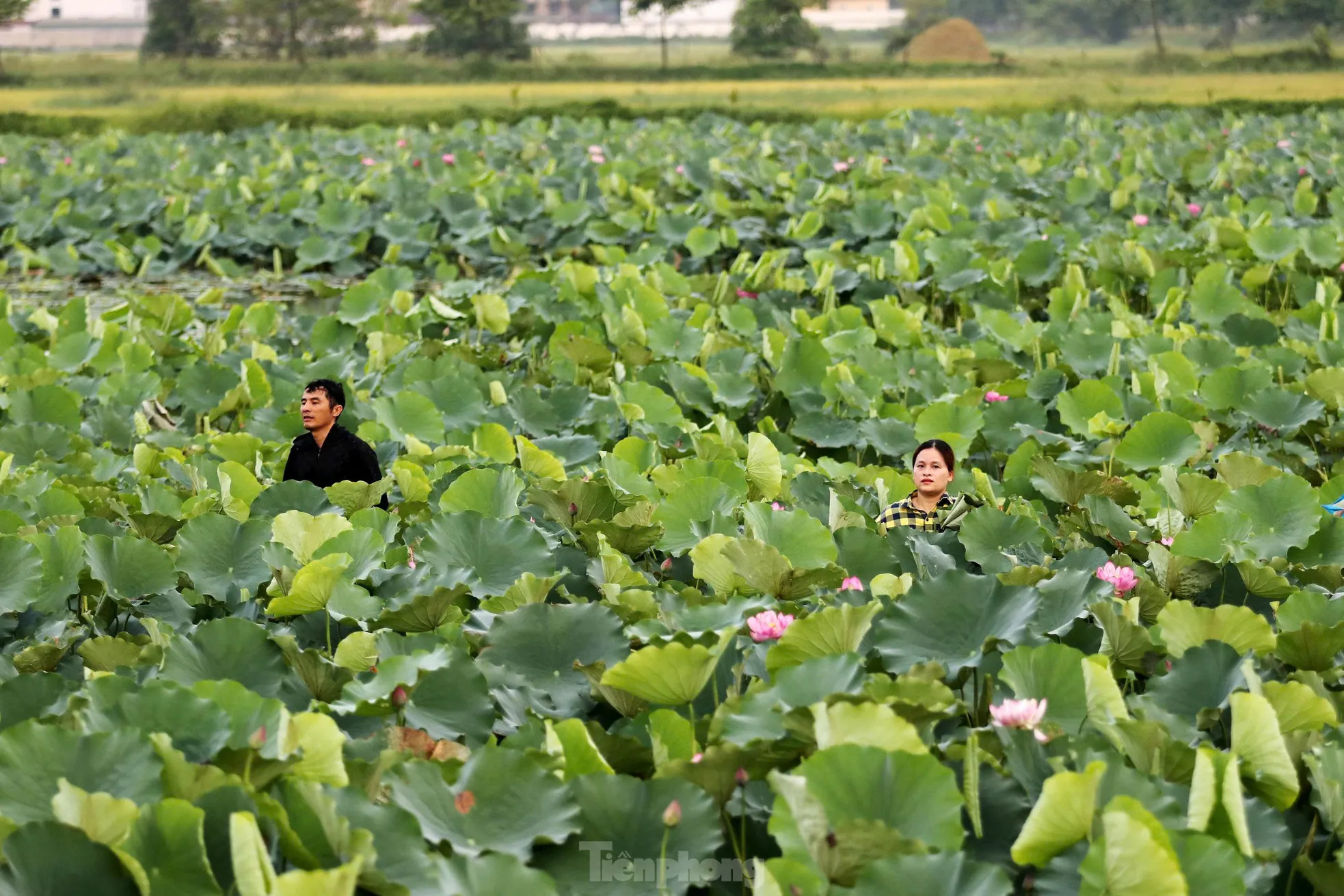 'Biến' vùng đất hoang hóa thành đầm sen thu tiền triệu mỗi ngày- Ảnh 9.