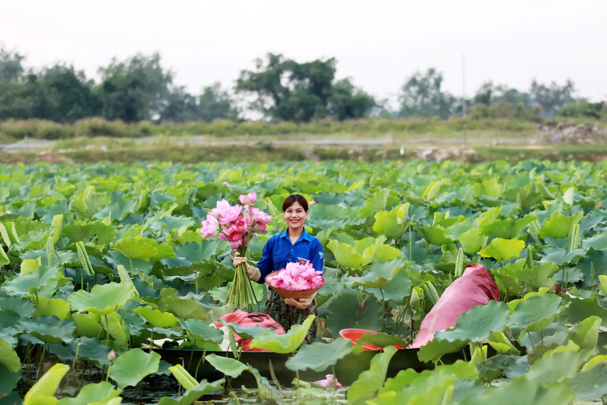 'Biến' vùng đất hoang hóa thành đầm sen thu tiền triệu mỗi ngày- Ảnh 4.
