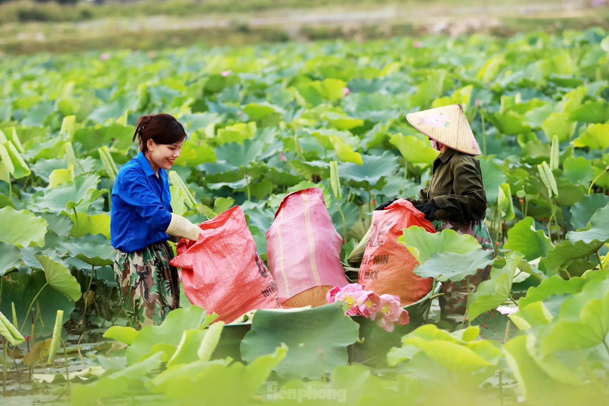 'Biến' vùng đất hoang hóa thành đầm sen thu tiền triệu mỗi ngày- Ảnh 5.