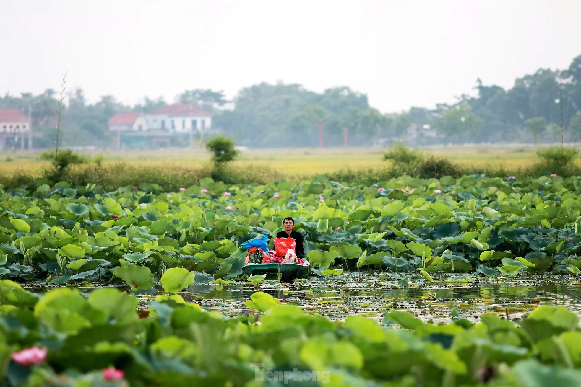 'Biến' vùng đất hoang hóa thành đầm sen thu tiền triệu mỗi ngày- Ảnh 1.