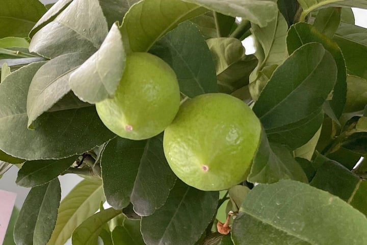 Bí quyết trồng chanh là phải lười; càng bỏ bê, quả càng sai chi chít- Ảnh 2.