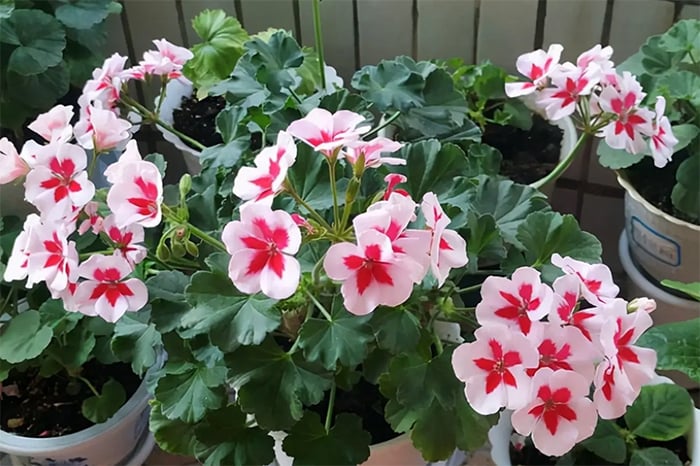 4 loại c&acirc;y hay "giả chết" v&agrave;o m&ugrave;a n&oacute;ng, nếu biết c&aacute;ch chăm sẽ sớm nở hoa- Ảnh 2.