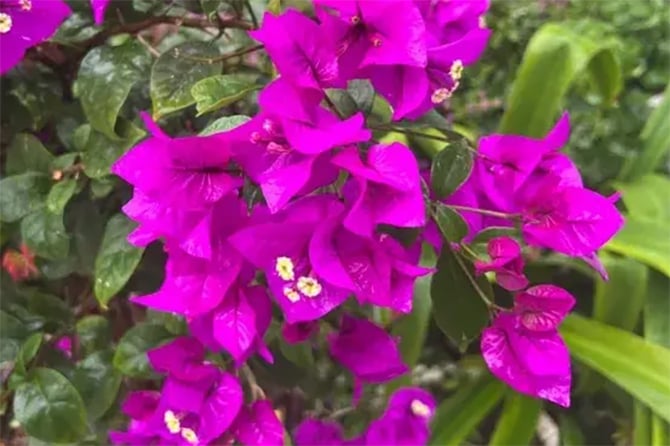 Tháng 6 nhớ cắt tỉa cây hoa giấy theo 3 cách này để cây nở hoa to rực rỡ- Ảnh 2.