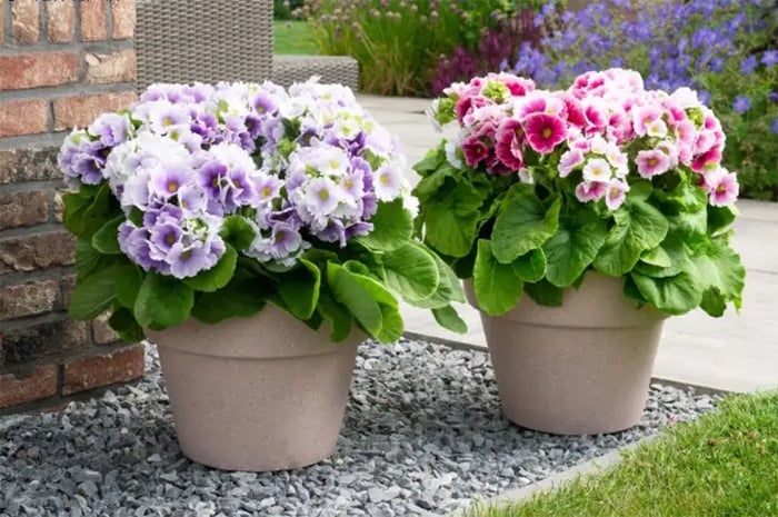 4 loại c&acirc;y hay "giả chết" v&agrave;o m&ugrave;a n&oacute;ng, nếu biết c&aacute;ch chăm sẽ sớm nở hoa- Ảnh 3.