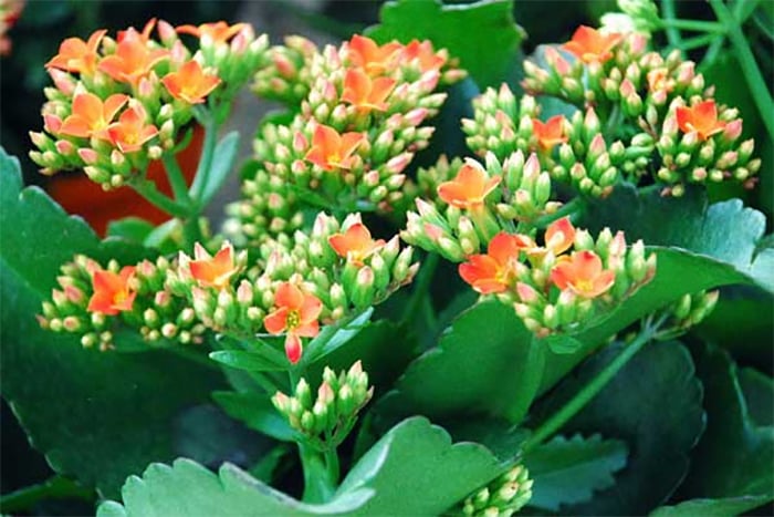 4 loại c&acirc;y hay "giả chết" v&agrave;o m&ugrave;a n&oacute;ng, nếu biết c&aacute;ch chăm sẽ sớm nở hoa- Ảnh 4.