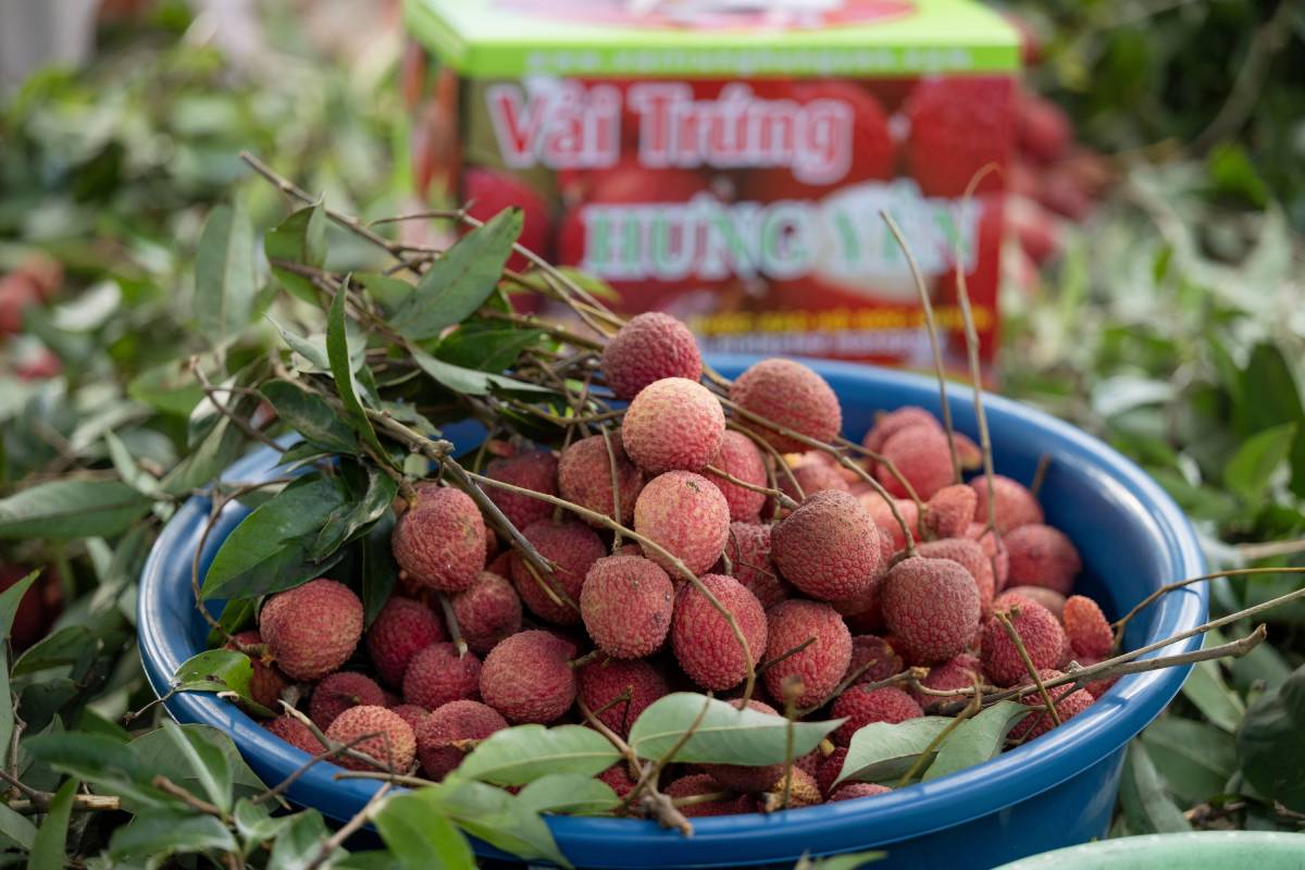 Loạn giá vải trứng Hưng Yên: Nơi 240.000 đồng/kg, nơi chỉ 45.000 đồng/kg, chuyện gì đây?- Ảnh 1.
