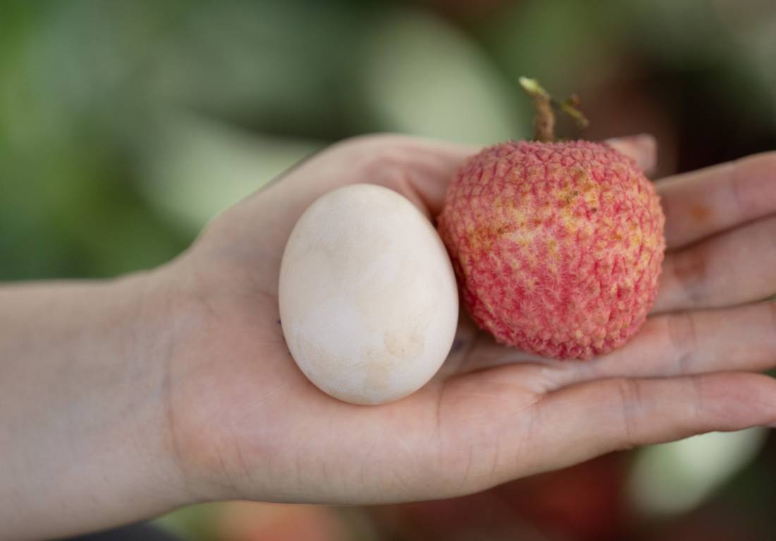 Loạn giá vải trứng Hưng Yên: Nơi 240.000 đồng/kg, nơi chỉ 45.000 đồng/kg, chuyện gì đây?- Ảnh 6.