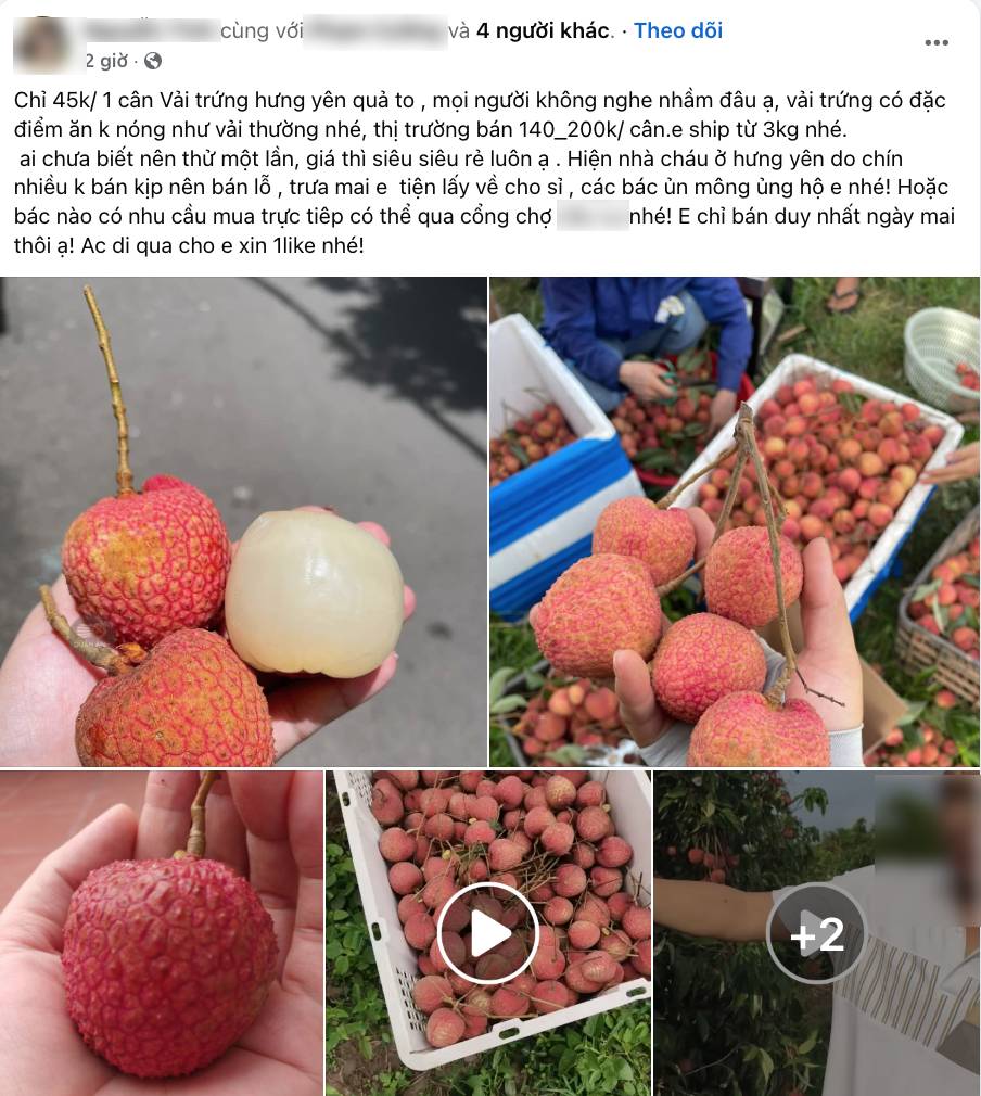 Loạn giá vải trứng Hưng Yên: Nơi 240.000 đồng/kg, nơi chỉ 45.000 đồng/kg, chuyện gì đây?- Ảnh 5.