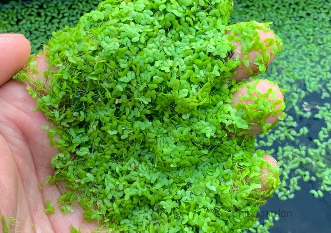 Loại rau người Việt dùng nuôi lợn, gà hóa ra có thể Loại rau người Việt dùng nuôi lợn, gà hóa ra có thể