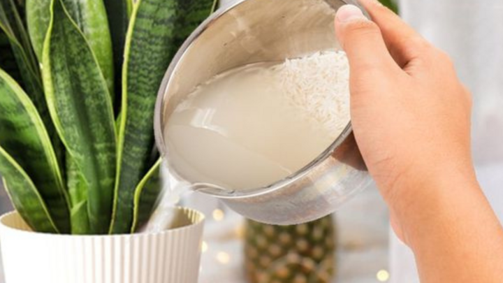 Đây mới là "đỉnh cao tối giản": Người phụ nữ 57 tuổi khiến cả mạng xã hội ngả mũ- Ảnh 2.