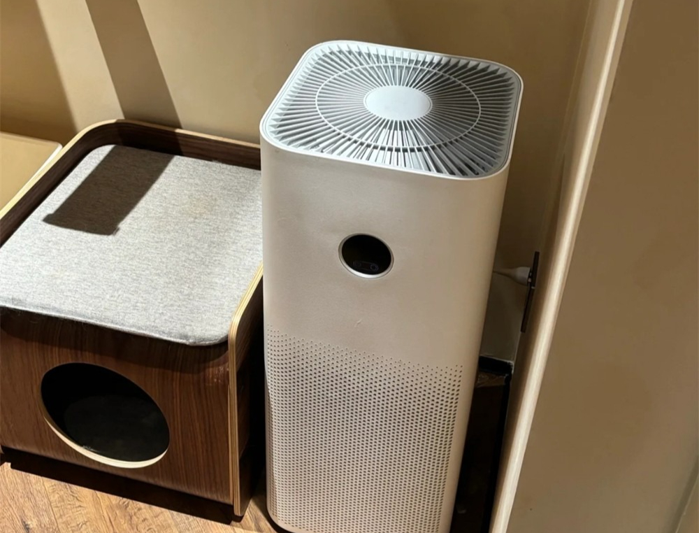 Yêu mèo không lối thoát, cô gái dỡ luôn 1 căn phòng để xây villa sang chảnh cho 