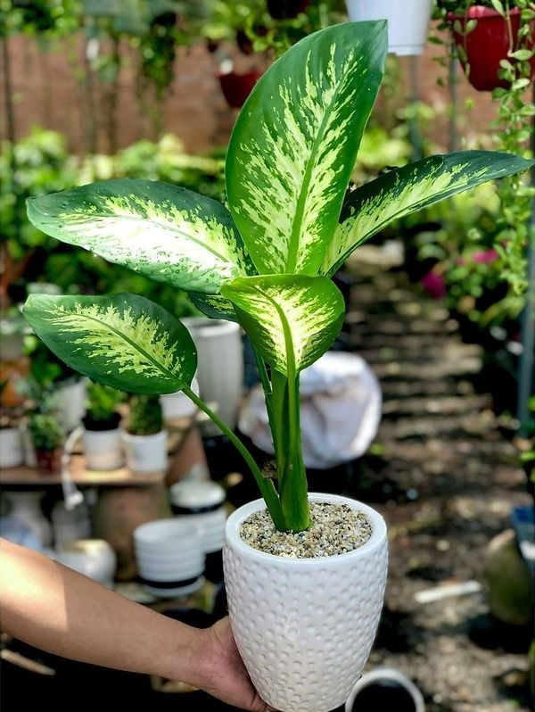 Loài cây này đỉnh như máy lọc không khí, hút sạch 80% khí độc bụi bẩn trong nhà- Ảnh 6.