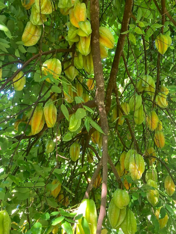 Ông bà dặn: 